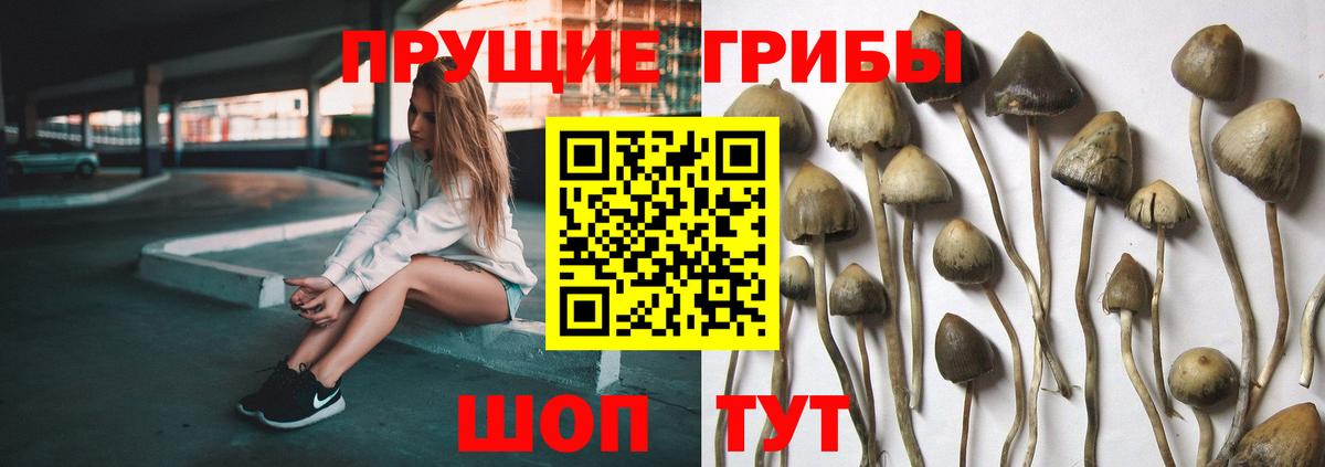 Галлюциногенные грибы Cubensis  Вход с VPN  Заволжье 